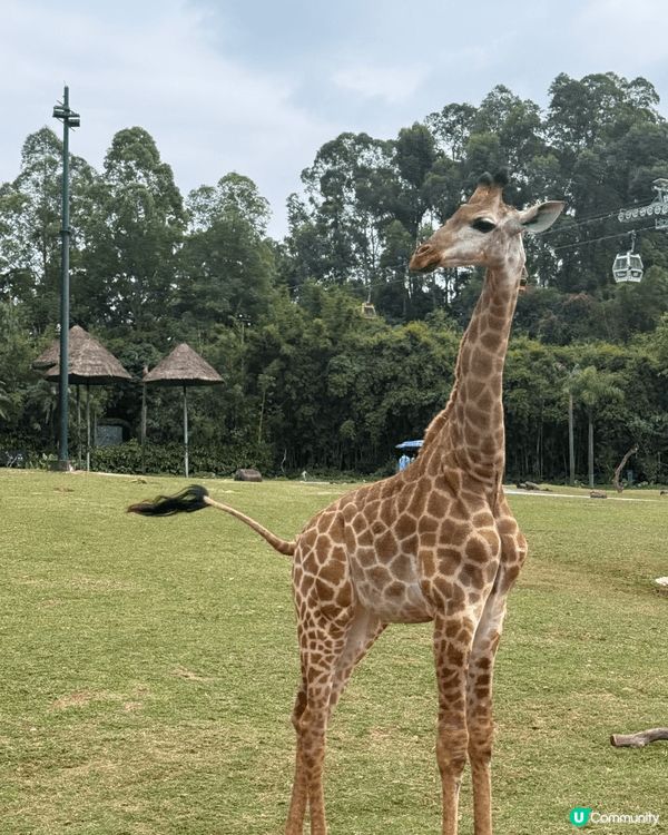 我哋於聖誕節期間去了廣州長隆野生動物園＇河馬大象和獅子任看＇...