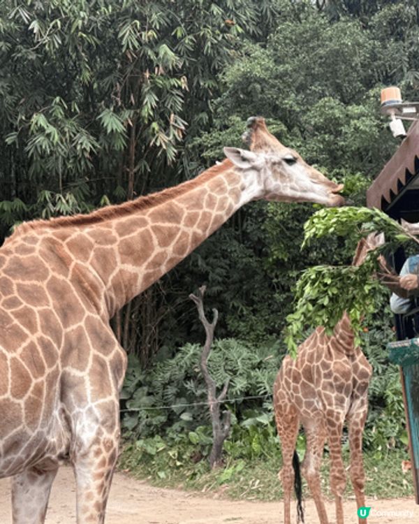 我哋於聖誕節期間去了廣州長隆野生動物園＇河馬大象和獅子任看＇...
