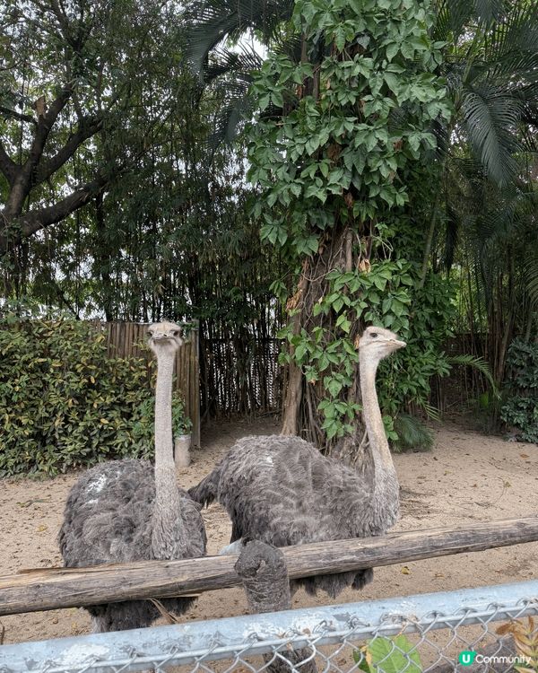 我哋於聖誕節期間去了廣州長隆野生動物園＇河馬大象和獅子任看＇...