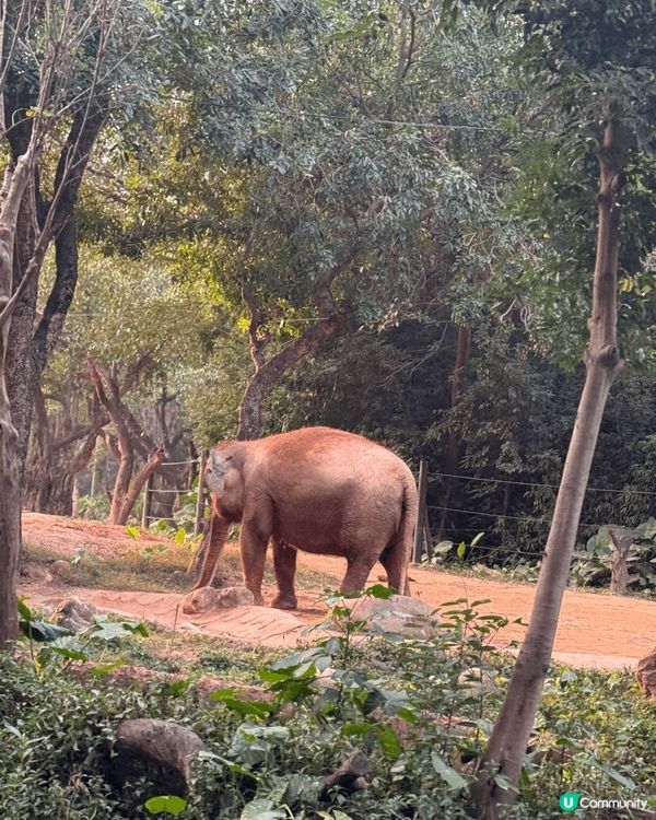 我哋於聖誕節期間去了廣州長隆野生動物園＇河馬大象和獅子任看＇...