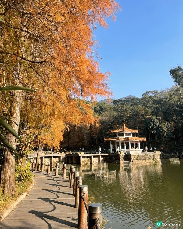 從蓮塘口岸黎到仙湖公園十分方便 依家仲可以睇到好靚嘅落雨松 ...