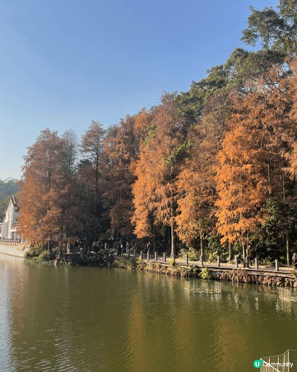 從蓮塘口岸黎到仙湖公園十分方便 依家仲可以睇到好靚嘅落雨松 ...