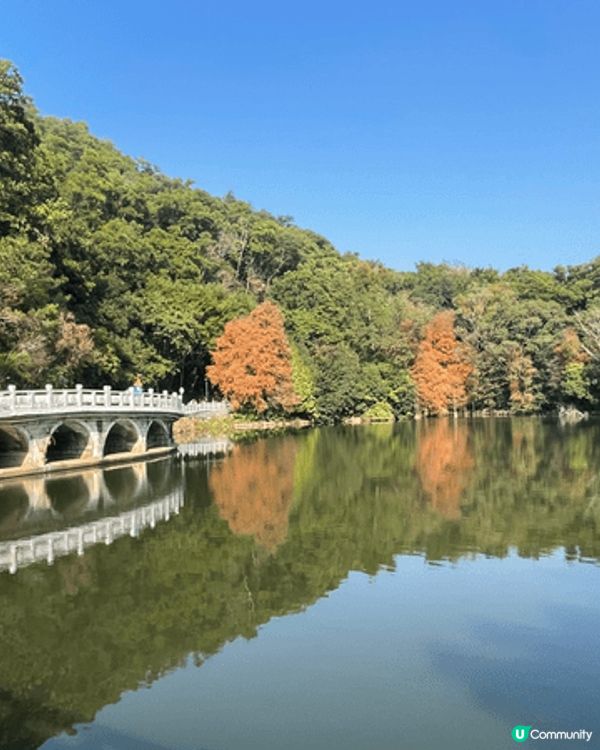 從蓮塘口岸黎到仙湖公園十分方便 依家仲可以睇到好靚嘅落雨松 ...