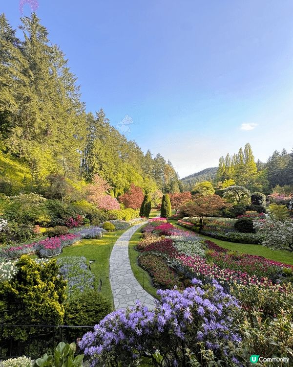 圖1: 尖沙嘴蘭香面家吃到超正宗美味的雞腸/牛百葉，處理的乾...