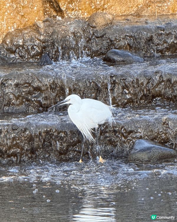 深圳洪湖公園，趁呢排天氣暖暖地去行嚇，仲見到白鷺等。交通：地...