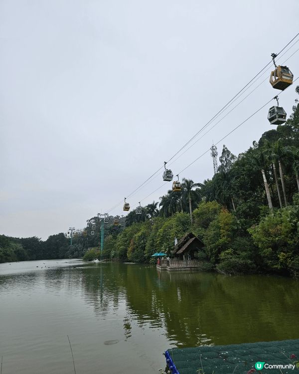 廣州長隆野生動物園，好適合一家大細去，坐纜車從高空睇動物別有...
