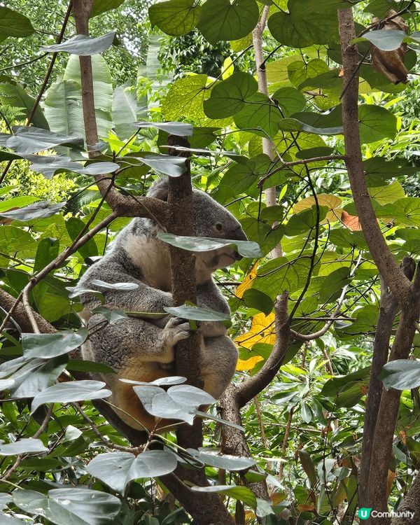 廣州長隆野生動物園，好適合一家大細去，坐纜車從高空睇動物別有...