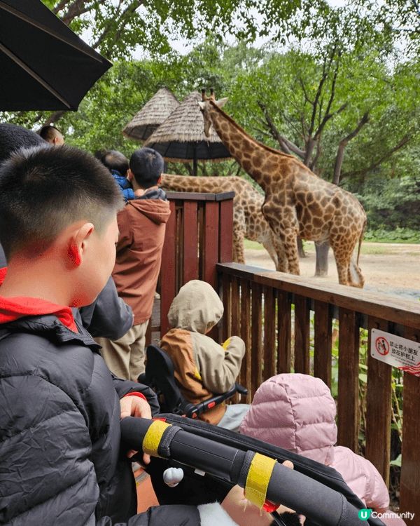 廣州長隆野生動物園，好適合一家大細去，坐纜車從高空睇動物別有...