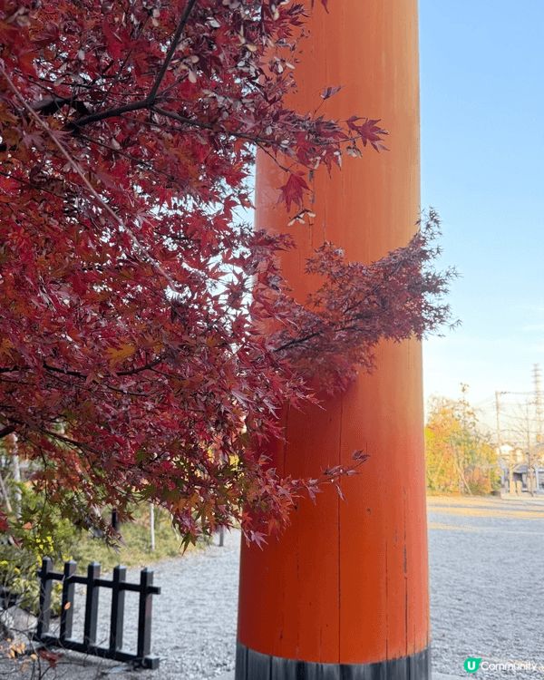 去冰川神社睇紅葉，好靚