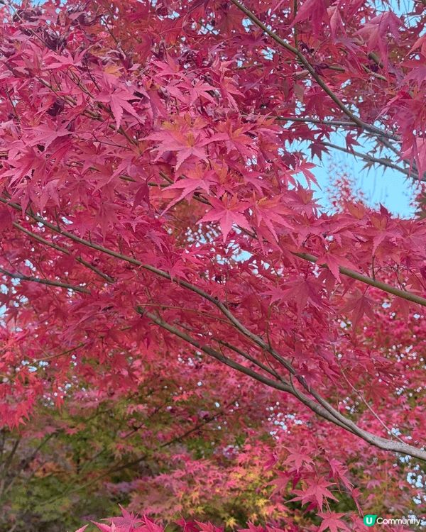 去冰川神社睇紅葉，好靚