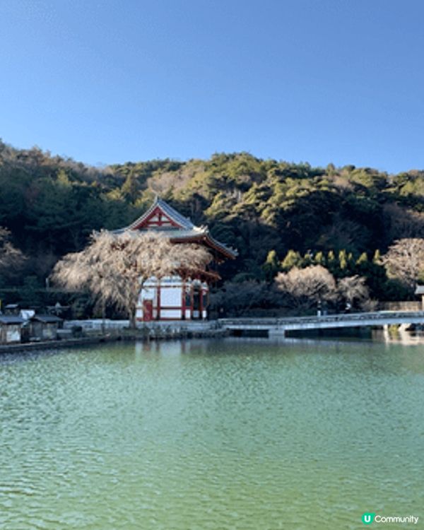 日本大阪新年旅遊一定要去勝尾寺，呢度達摩多的是，好壯觀。日本...