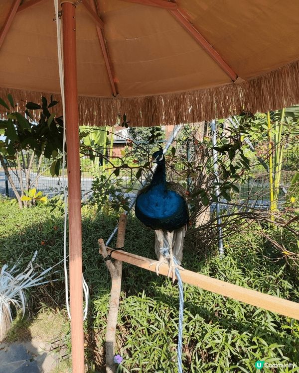 永利車展豪車展覽目不暇給，珠海禦溫泉動物園，非常作不同種類嘅...