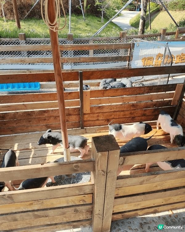 永利車展豪車展覽目不暇給，珠海禦溫泉動物園，非常作不同種類嘅...