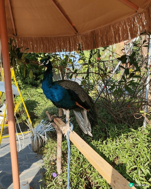 永利車展豪車展覽目不暇給，珠海禦溫泉動物園，非常作不同種類嘅...