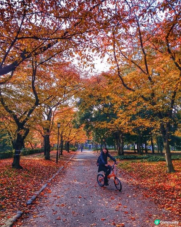 第一次 係外地買架單車 遊紅葉