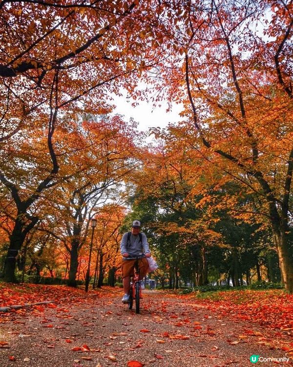 第一次 係外地買架單車 遊紅葉