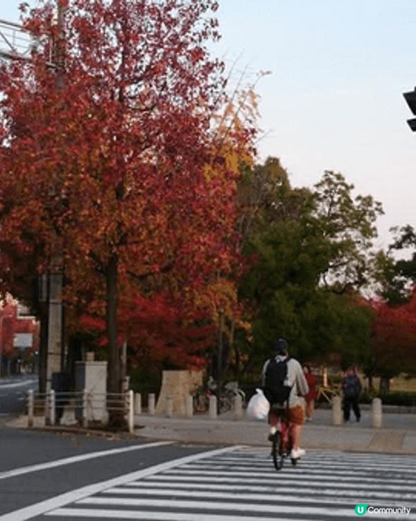第一次 係外地買架單車 遊紅葉