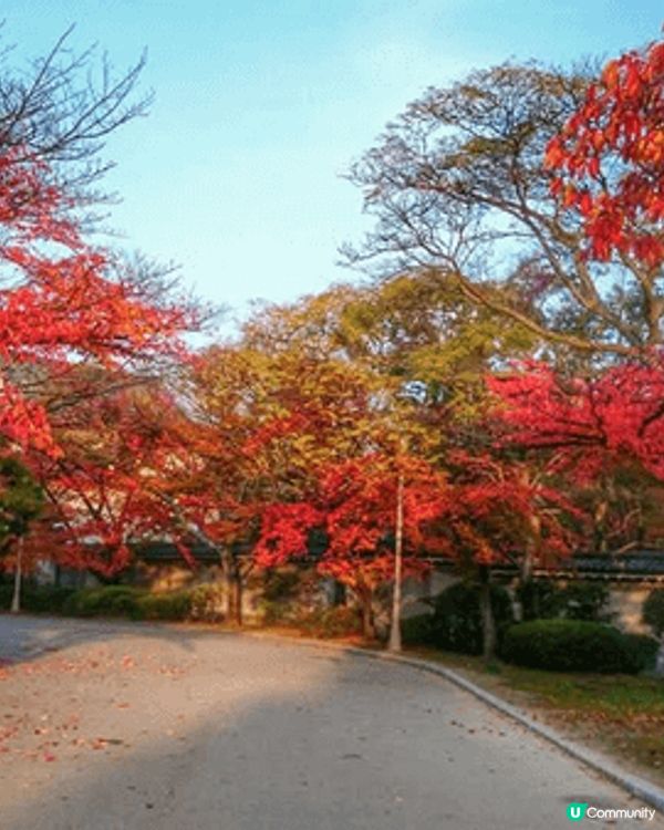 第一次 係外地買架單車 遊紅葉