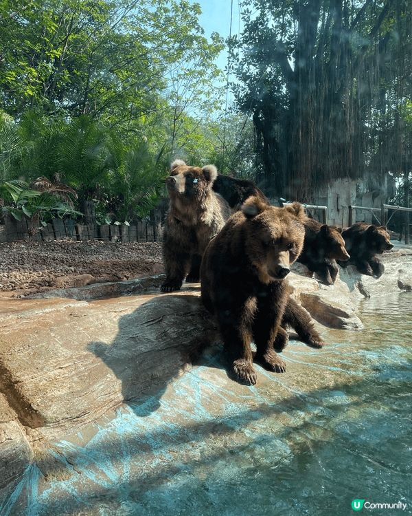廣州長隆動物園及馬戲團。馬戲團實在太精彩，必看。動物園區又有...