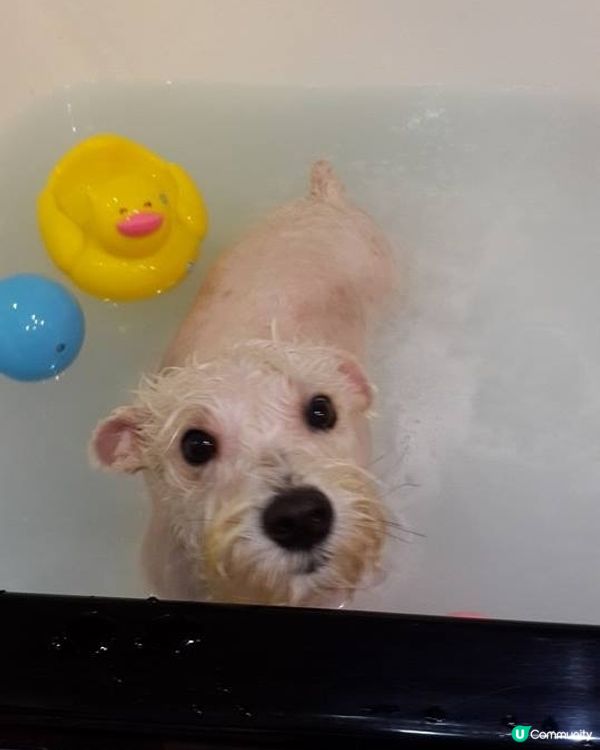 狗狗 SPA Time 🛁