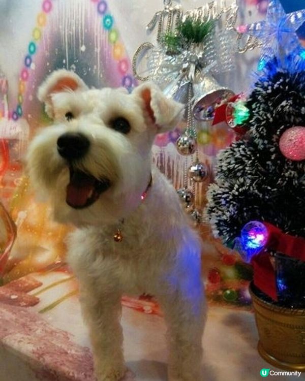 狗狗 SPA Time 🛁