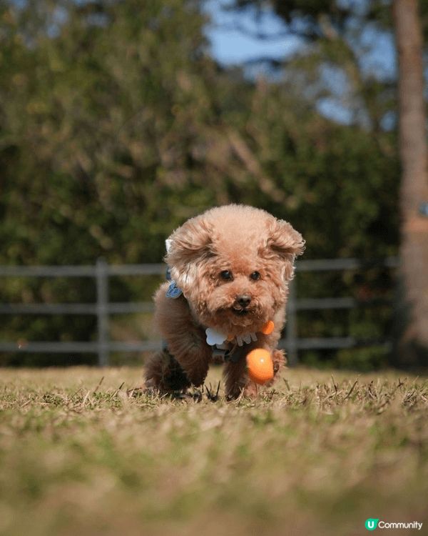 無論工作再攰再辛苦，每次見到愛犬出街開心到街頭飛奔，作為主人...