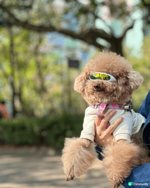 無論工作再攰再辛苦，每次見到愛犬出街開心到街頭飛奔，作為主人...