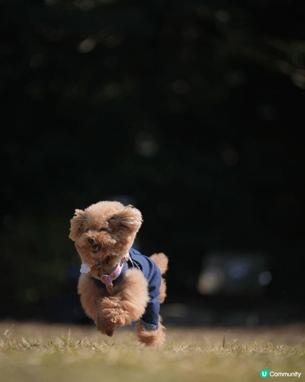 無論工作再攰再辛苦，每次見到愛犬出街開心到街頭飛奔，作為主人...