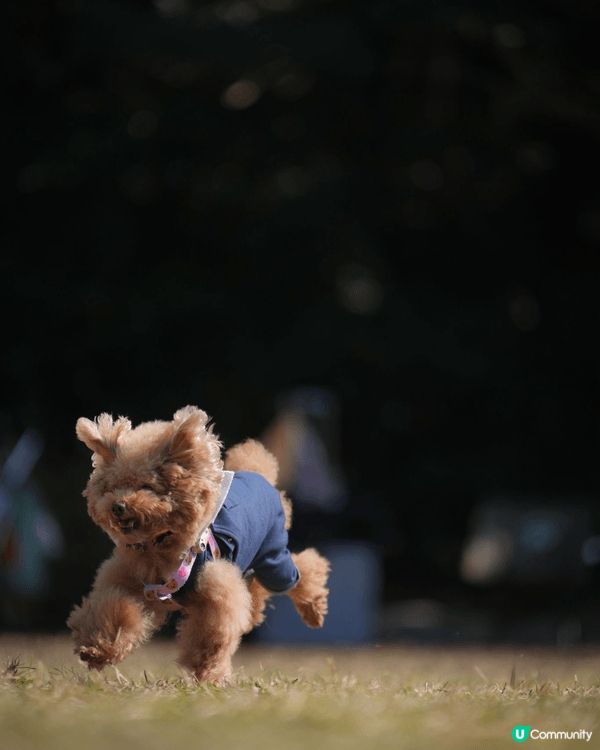 無論工作再攰再辛苦，每次見到愛犬出街開心到街頭飛奔，作為主人...