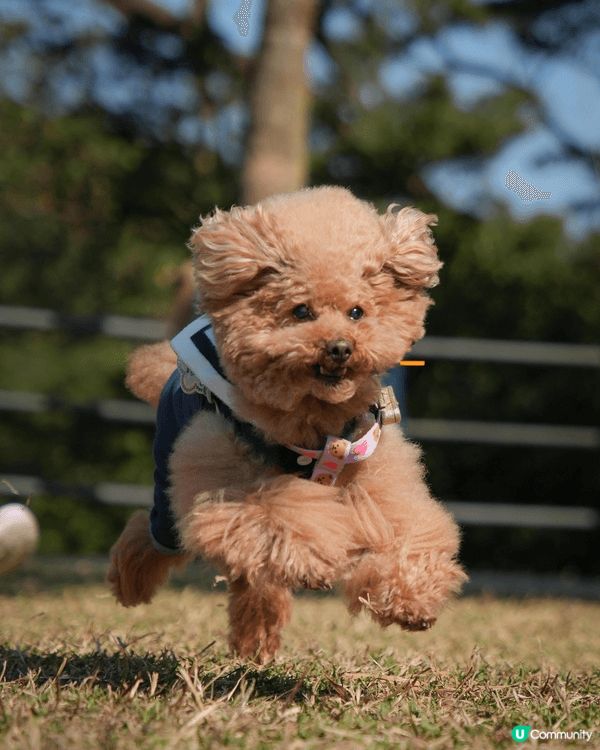 無論工作再攰再辛苦，每次見到愛犬出街開心到街頭飛奔，作為主人...