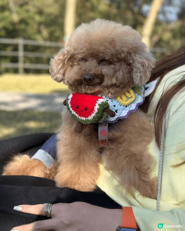 無論工作再攰再辛苦，每次見到愛犬出街開心到街頭飛奔，作為主人...