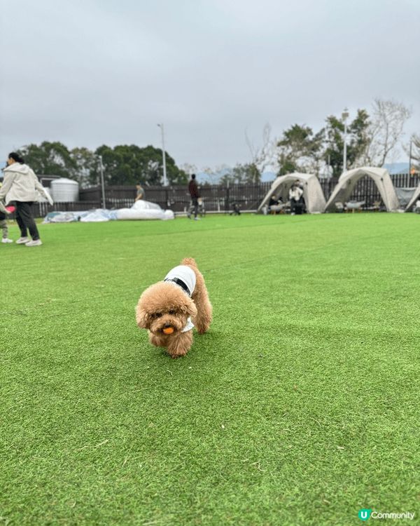 無論工作再攰再辛苦，每次見到愛犬出街開心到街頭飛奔，作為主人...