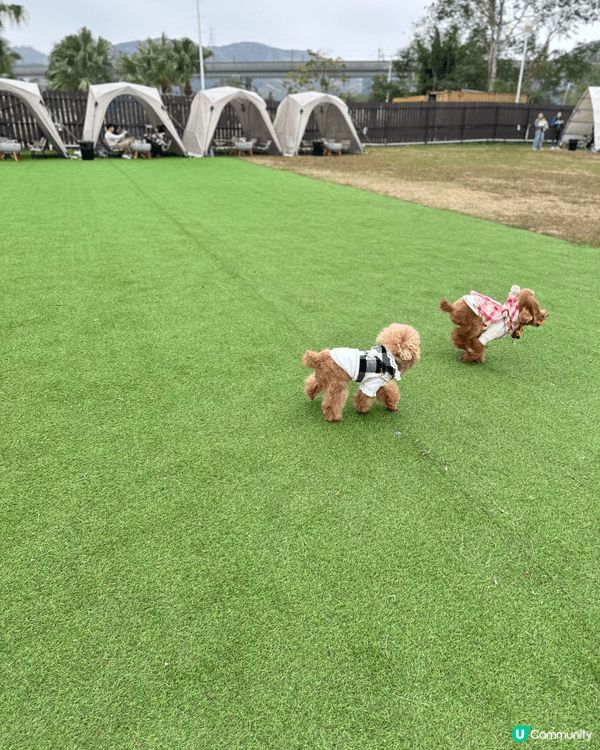 無論工作再攰再辛苦，每次見到愛犬出街開心到街頭飛奔，作為主人...