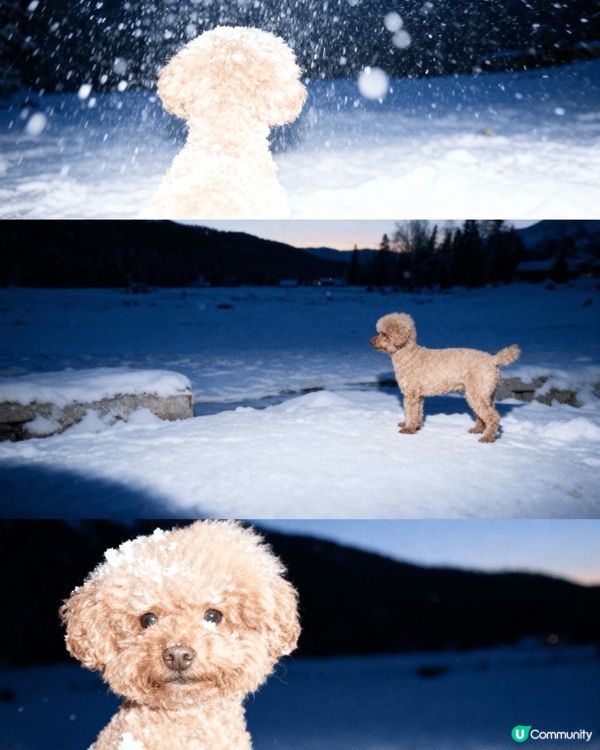 網上見日本網友帶心愛的小狗🐶去影雪景,但好可惜香港不會落雪⛄...