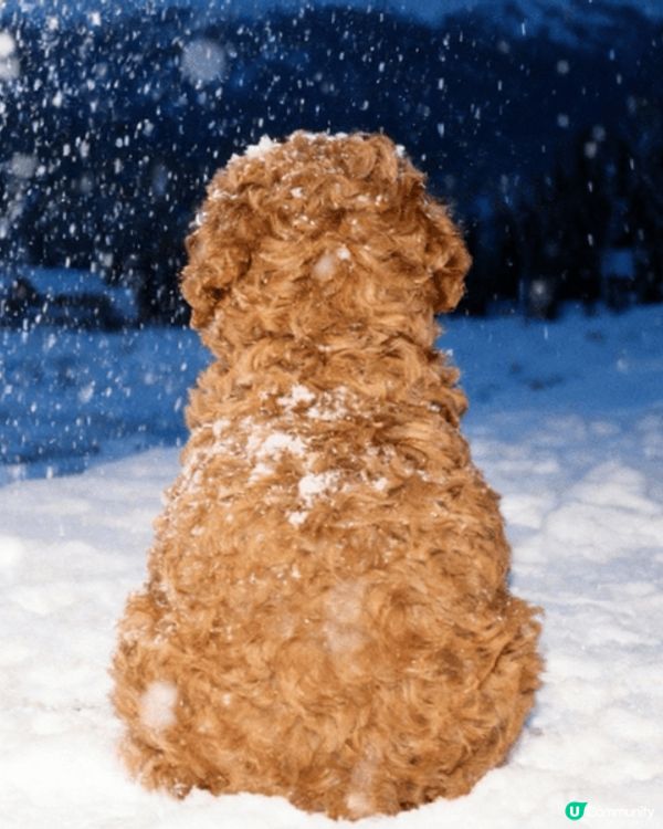 網上見日本網友帶心愛的小狗🐶去影雪景,但好可惜香港不會落雪⛄...