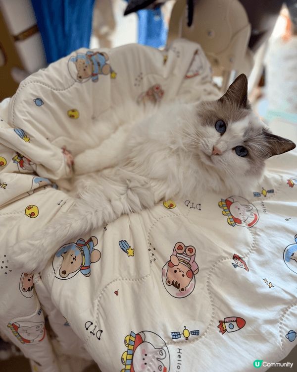 估唔到呢隻貪靚又愛乾淨嘅貓媽媽，話咁快已經7歲嚕！個樣都仲係...