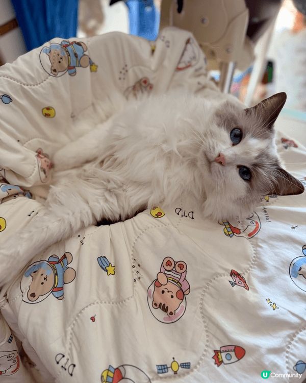 估唔到呢隻貪靚又愛乾淨嘅貓媽媽，話咁快已經7歲嚕！個樣都仲係...