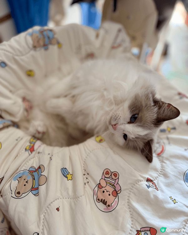 估唔到呢隻貪靚又愛乾淨嘅貓媽媽，話咁快已經7歲嚕！個樣都仲係...