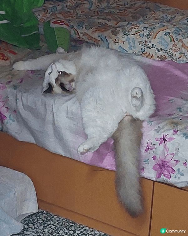 我的貓貓叫棉花糖， 今年一歲 軟綿綿的 漂亮的 可愛的？