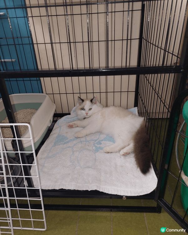 我的貓貓叫棉花糖， 今年一歲 軟綿綿的 漂亮的 可愛的？