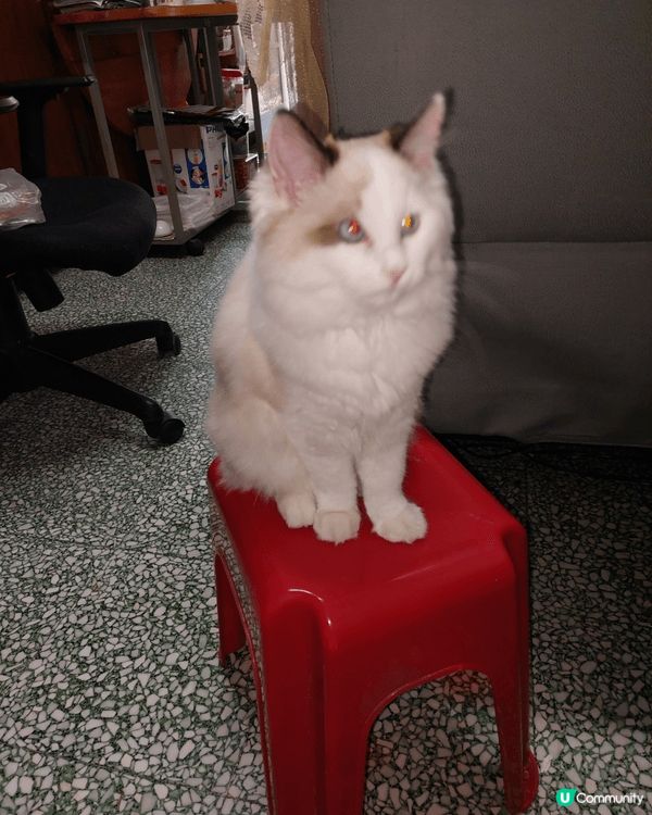 我的貓貓叫棉花糖， 今年一歲 軟綿綿的 漂亮的 可愛的？