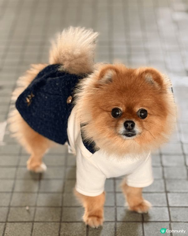 日日都落街，成日抹腳，要搵d成份好唔刺激既清潔腳仔，肉球好重...