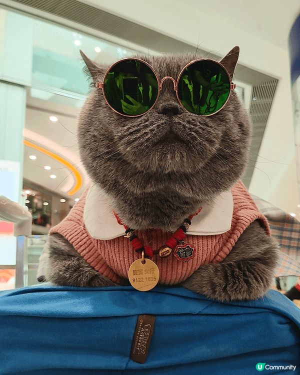 喺荃灣廣場遇到寶寶，喺女仔，好可愛嘅藍貓，rapper造型，...