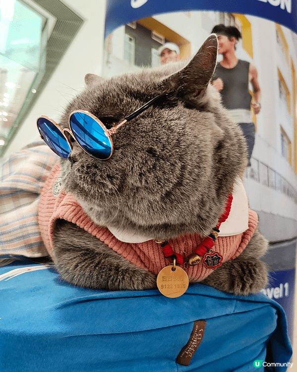 喺荃灣廣場遇到寶寶，喺女仔，好可愛嘅藍貓，rapper造型，...