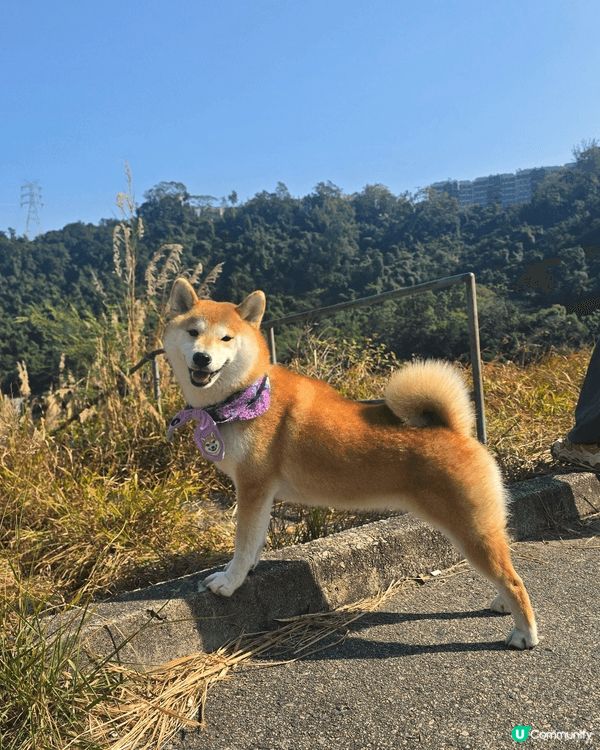 我哋成日都行山㗎, 應該都要試下嚟個腳仔SPA清潔同放鬆啦....