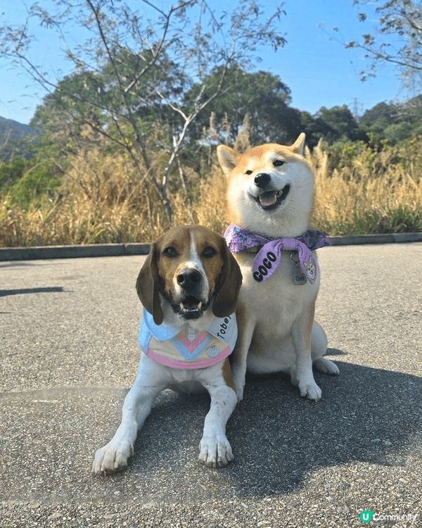 我哋成日都行山㗎, 應該都要試下嚟個腳仔SPA清潔同放鬆啦....