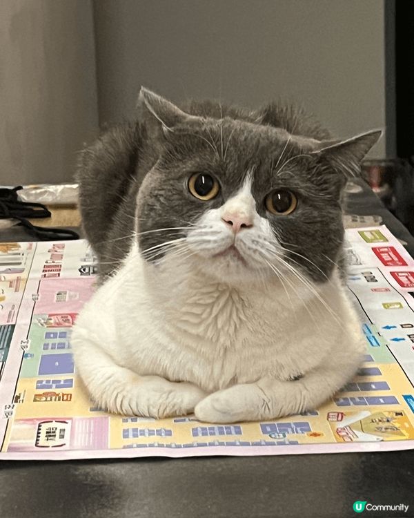 貓貓叫豆豆 成日中咗眼瞓魔咒 有自己嘅背囊 可以出街玩嘅貓貓...