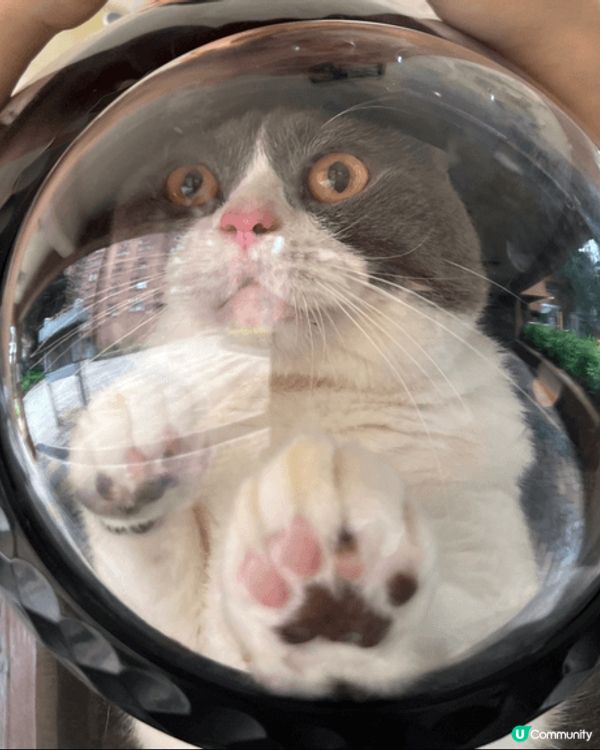 貓貓叫豆豆 成日中咗眼瞓魔咒 有自己嘅背囊 可以出街玩嘅貓貓...