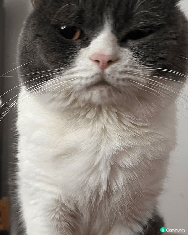 貓貓叫豆豆 成日中咗眼瞓魔咒 有自己嘅背囊 可以出街玩嘅貓貓...