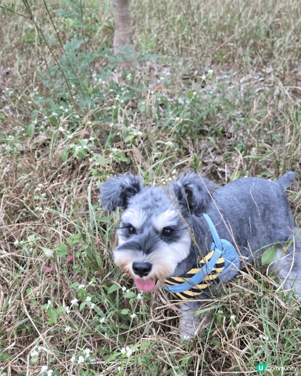 Oreo 最鍾意就係去後山玩 你哋帶你哋嘅狗狗出街之後 會幫...